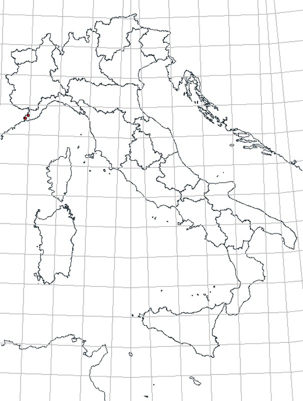 Pyrgus cirsi? No, Pyrgus malvoides